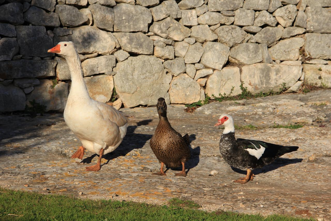 تْشيستيرنِنو Masseria Trulli Sull'Aia المظهر الخارجي الصورة